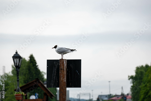 a white seagull sits sideways on a road sign stained with droppings against a background of lanterns  trees and a cloudy sky