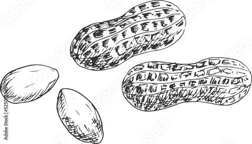 Groundnut and peanut in shell and kernels isolated © Vector Tradition