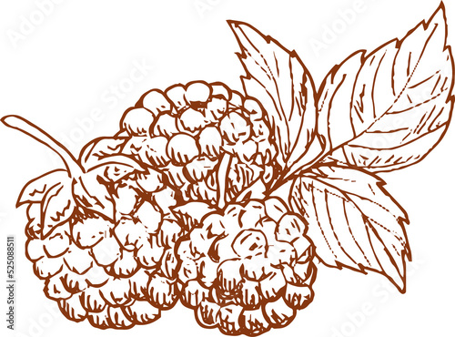 Raspberry or blackberry monochrome sketch photo