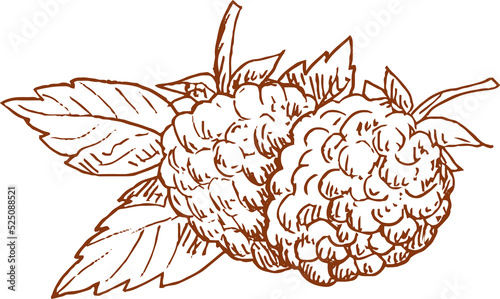 Blackberries with leaf isolated raspberry bramble