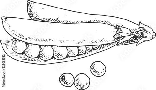 Obraz na plátně Pea pod isolated legume split vegetable