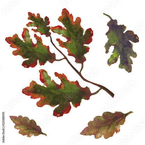 oak leaves and acorns