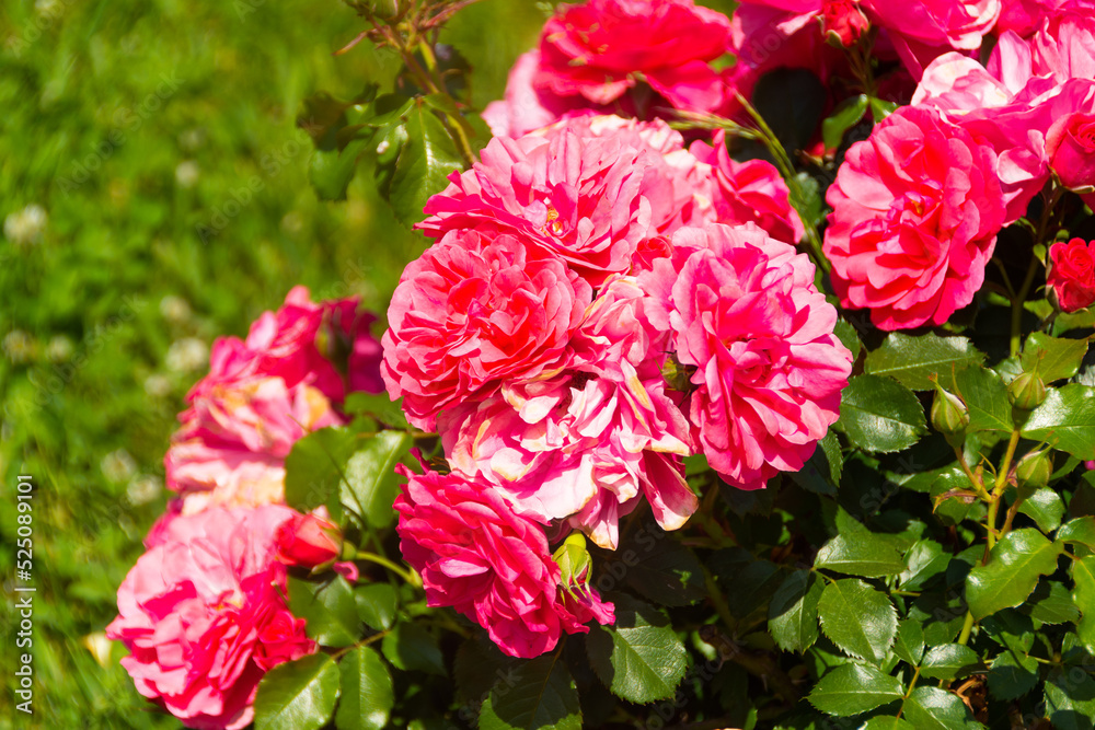 Large flowers of red pink roses in the park outside.