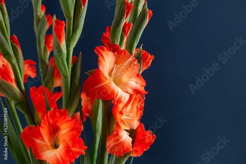 Elegant strict bouquet of coral gladioluses isolated on dark blue background with blank space. photo
