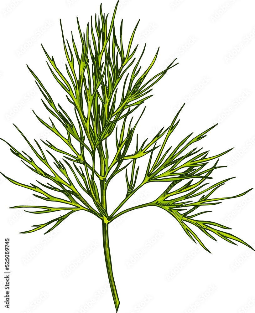 Fototapeta premium Dill herb or wild fennel branch isolated vector