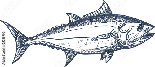 Bluefin tuna blackfin longtail fish isolate sketch