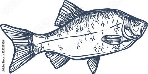Photography Common crucian carp isolated freshwater river fish