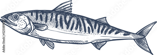 Mackerel common scombrid fish isolated sketch icon photo