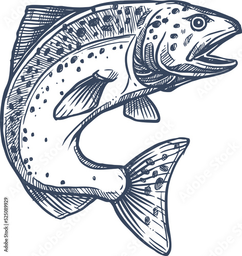 Salmon or trout grayling whitefish isolated sketch photo