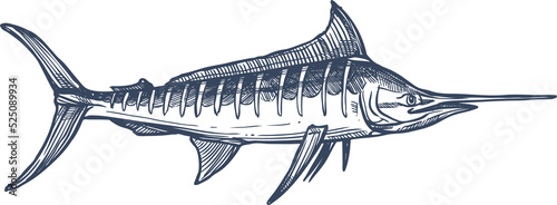 Swordfish icon isolated long toms fish, vector