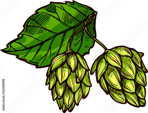 Green hop flowers and leaves beer drink ingredient