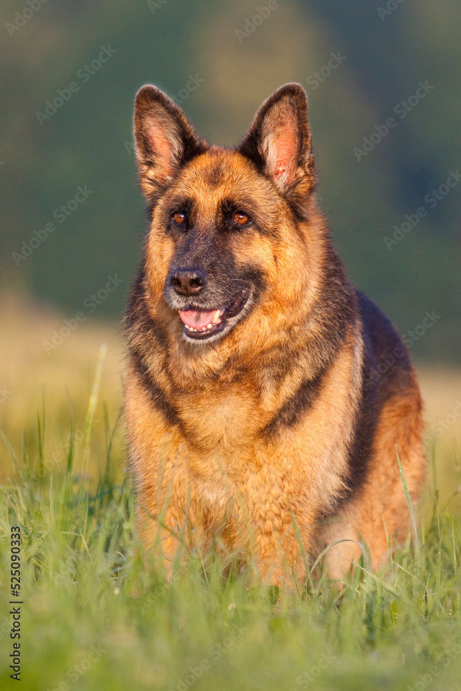 german shepherd standing in grassy field