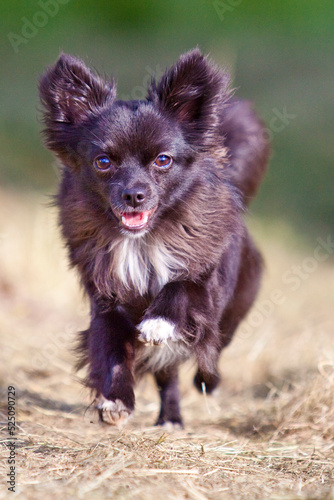 chihuahua running on hay photo