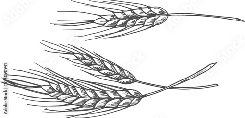 Ears of wheat spikes isolated unripe spica sketch photo