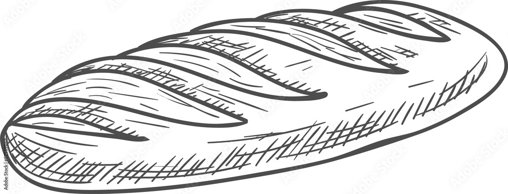 Obraz premium French bread isolated vector long narrow loaf