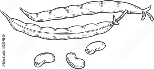 Pod of kidney beans, seeds isolated legumes sketch