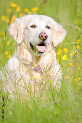golden retriever sitting in field with yellow flowers