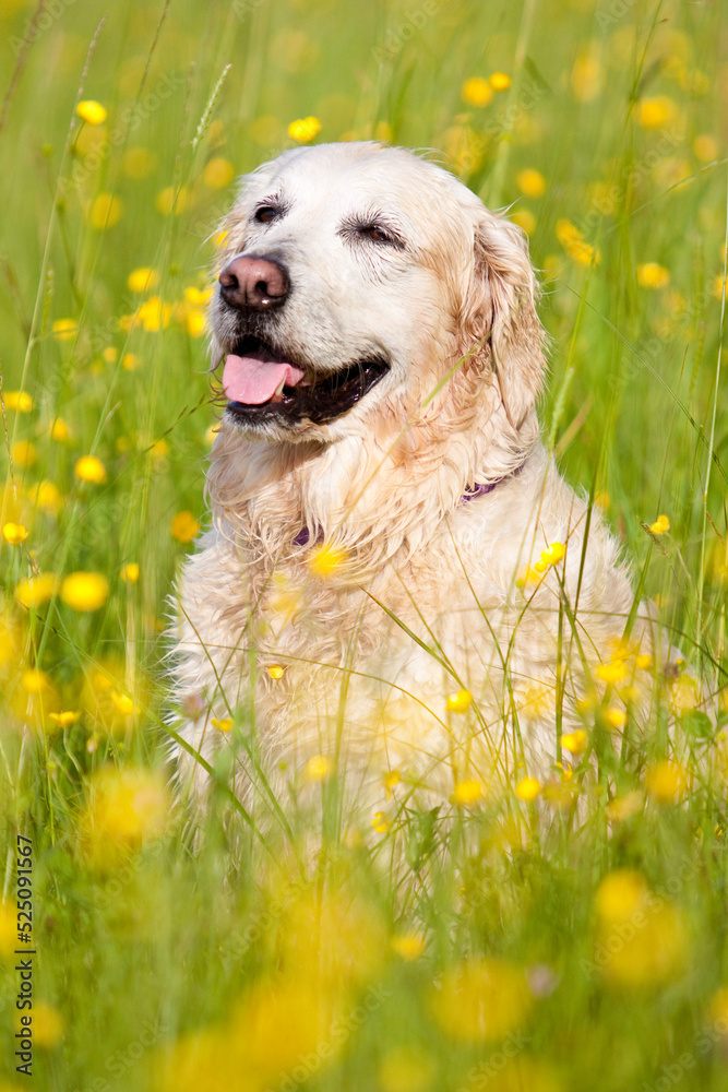 smiling golden retriever in yellow buttercups smiling golden retriever in yellow buttercups