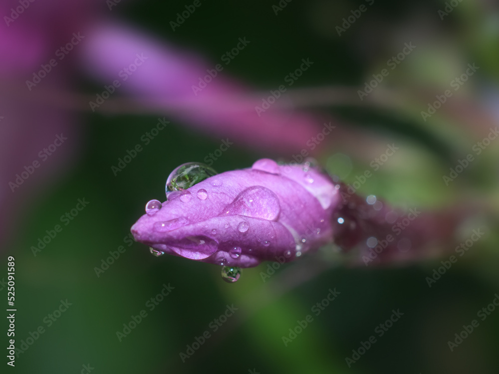 After a month-long drought, the plants in our garden finally had a long evening rain shower. Waterdrops on Phlox bud. After a month-long drought, the plants in our garden finally had a long evening rain shower. Waterdrops on Phlox bud.