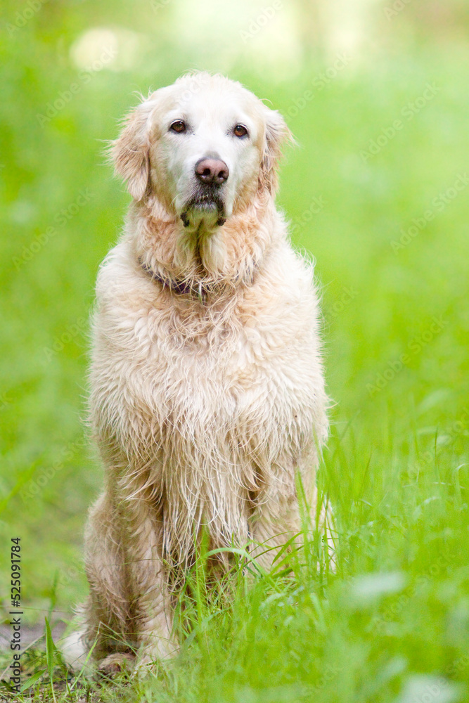 solemn looking golden retriever in grass