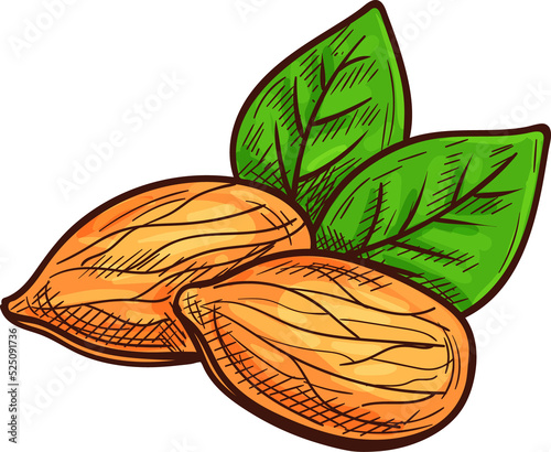 Edible seed of almond nut, leaves isolated sketch