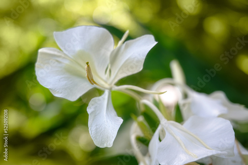 Photography White Ginger (Hedychium coronarium) called “Mariposa” in Cuba