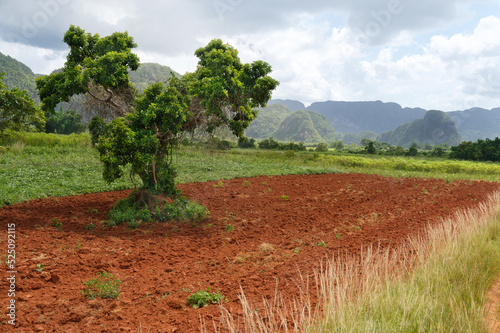 Landscape with mogotes in Vinales Valley (Cuba).  A mogote is a  residual hill composed of  limestone photo