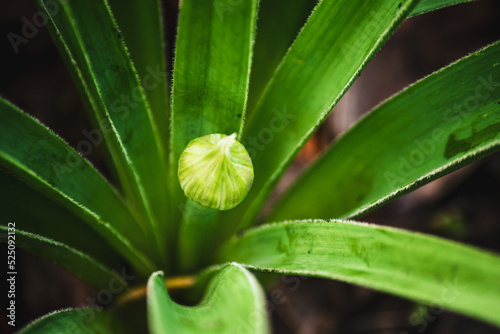 close up of plant © Pawe