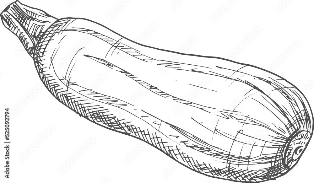 Squash vegetable marrow isolated zucchini sketch Squash vegetable marrow isolated zucchini sketch