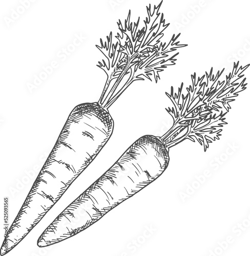 Vegetable sketch isolated monochrome carrot leaves photo
