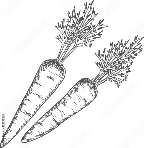 Vegetable sketch isolated monochrome carrot leaves