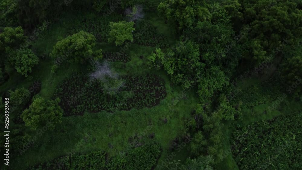 aerial top view green rain forest jungle, Bali Indonesia aerial top view green rain forest jungle, Bali Indonesia