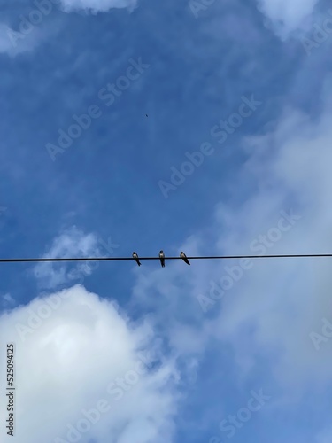 Birds sat on a wire with a blue sky background. 