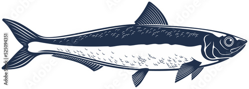 Sardine isolated fish sketch icon, water animal