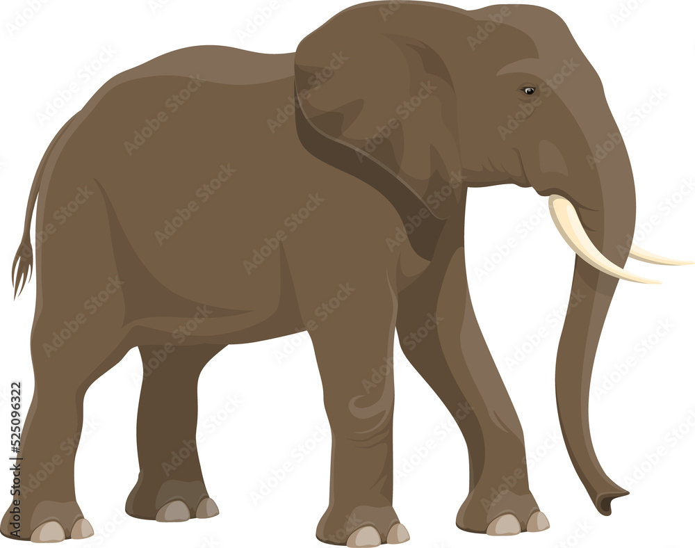 Fototapeta premium Elephant, African safari zoo and hunt wild animal