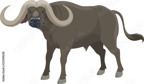 Buffalo, wild African bull ox animal © Vector Tradition