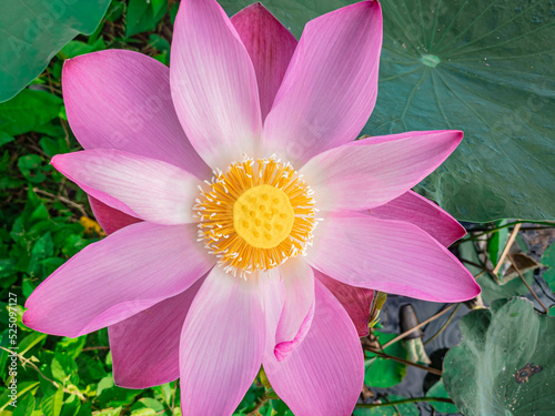 pink water lily