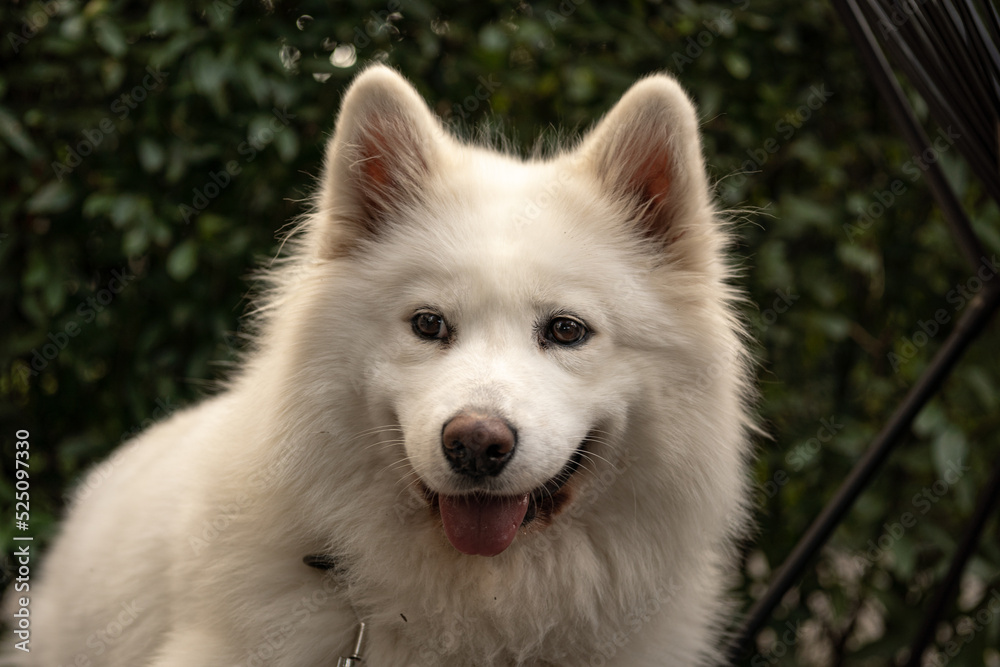 portrait of a white dog portrait of a white dog