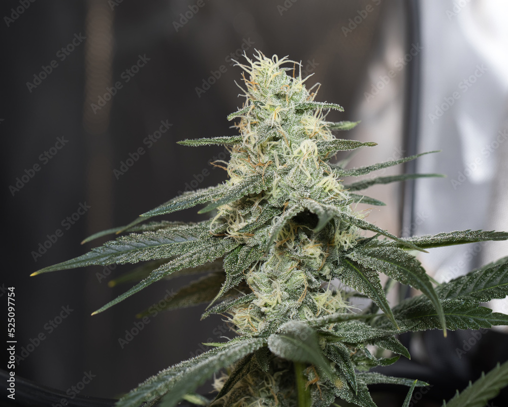 Marijuana Gorilla Cookies Fastbuds Marijuana Gorilla Cookies Fastbuds