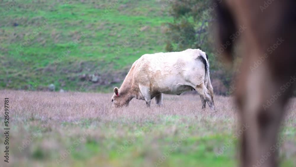 organic, regenerative, sustainable agriculture farm producing stud wagyu beef cows. organic, regenerative, sustainable agriculture farm producing stud wagyu beef cows.