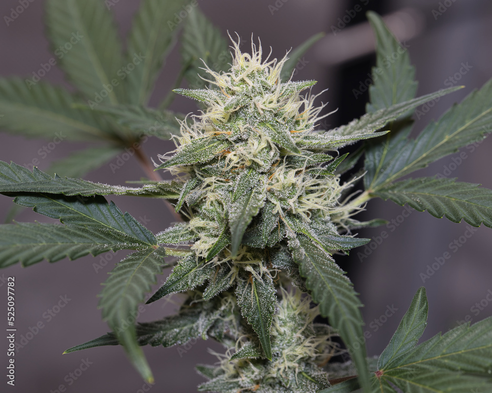 Marijuana Gorilla Cookies Fastbuds Marijuana Gorilla Cookies Fastbuds