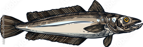 Tableau sur toile Hake cod-like saltwater fish isolated water animal