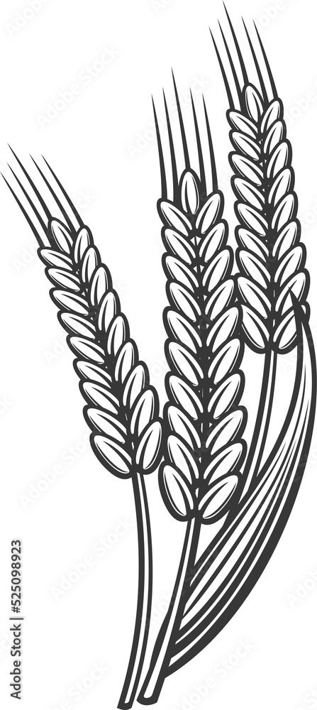 Ears of wheat isolated spike, bakery symbol sketch Ears of wheat isolated spike, bakery symbol sketch