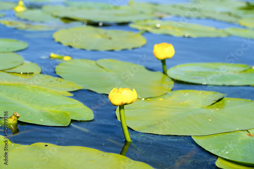 Two yellow water lilies on the surface of the river.Summer relaxation. photo