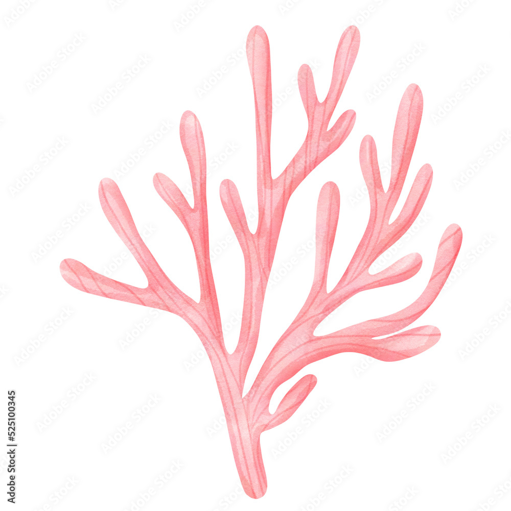 coral coral