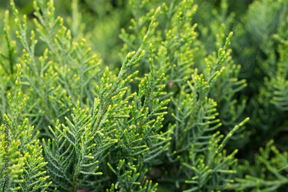 Juniperus chinensis bonsai plant in the garden selective focus