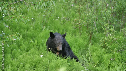 Black Bear  Jasper National Park  Canada