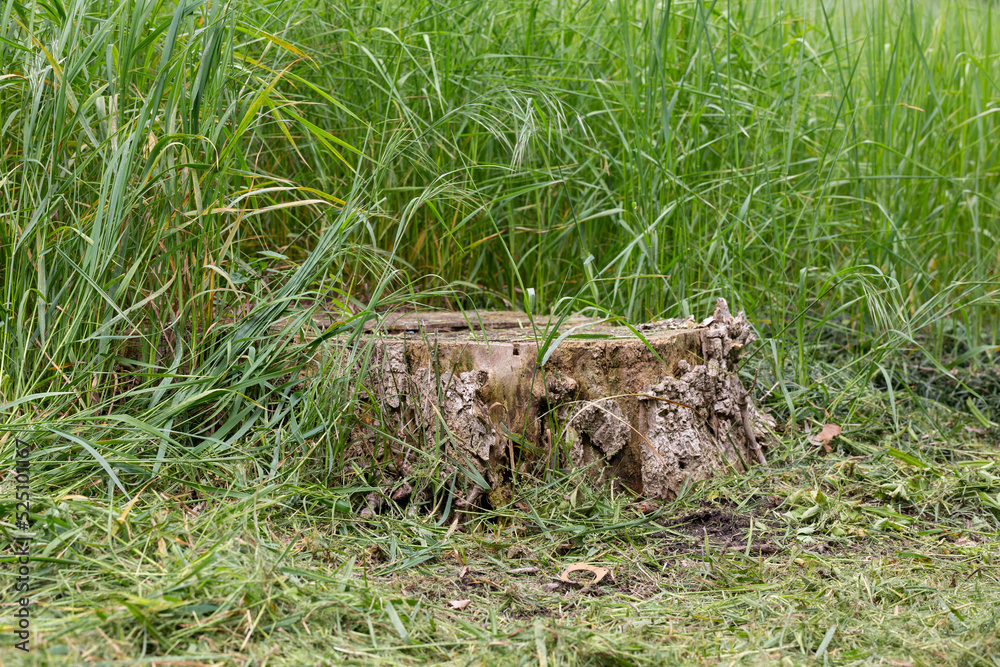 Old tree stump in the forest closeup. Old tree stump in the forest closeup.