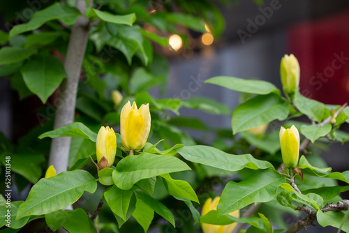 Blossoming yellow magnolia flower in the garden - brooklynensis Yellow Bird or Yellow lily tree, macro image, natural floral background