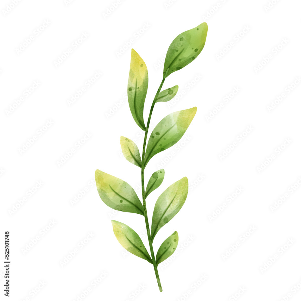 Obraz premium leaf